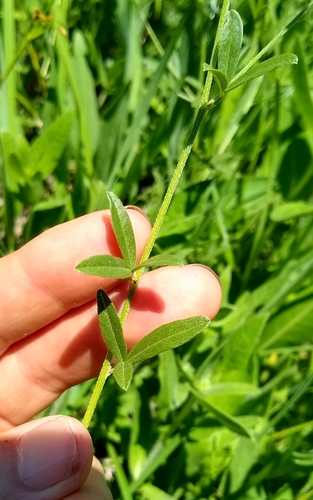 Psoralea tenuiflora