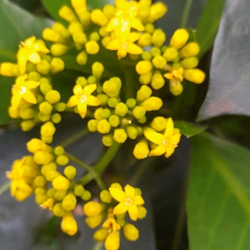 Psychotria capensis