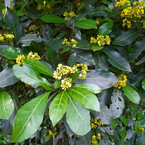 Psychotria capensis