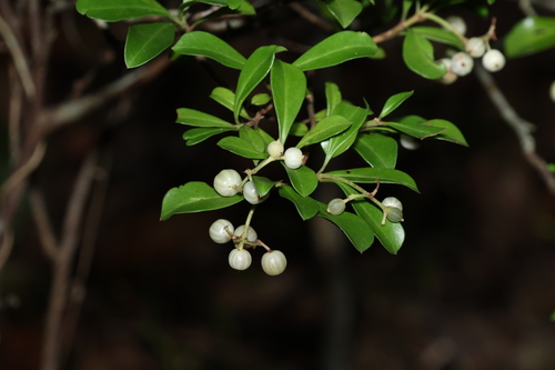 Psychotria daphnoides