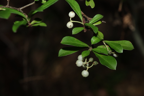Psychotria daphnoides