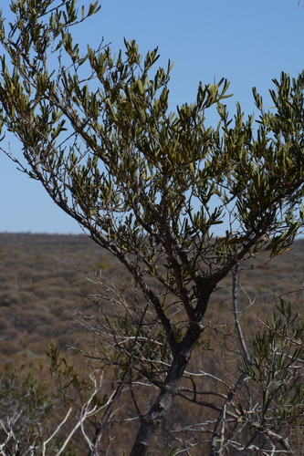 Psydrax suaveolens