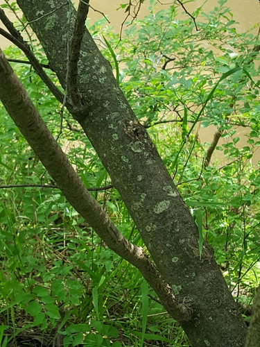 Ptelea trifoliata