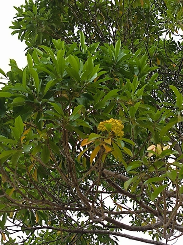 Pteleocarpa lamponga