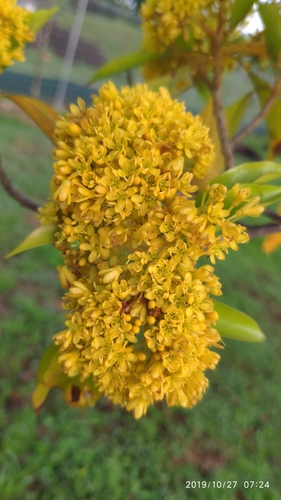 Cardiopteridaceae