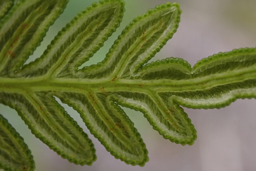 Pteridium esculentum