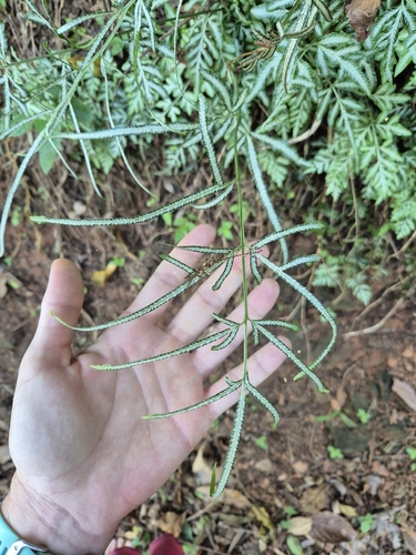Pteris ensiformis