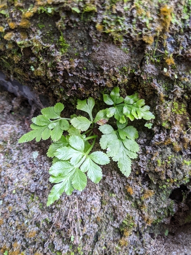 Pteris ensiformis