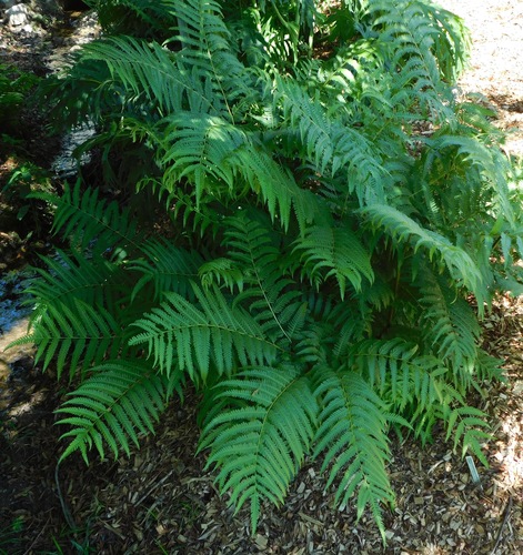 Pteris wallichiana