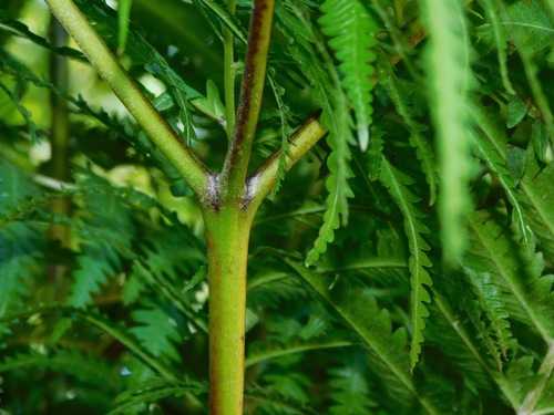 Pteris wallichiana