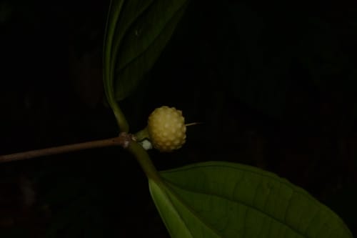 Pternandra rostrata