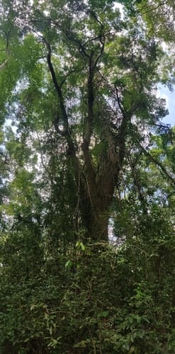 Pterocarpus dalbergioides