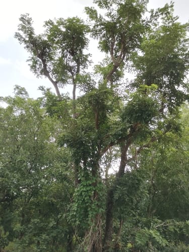 Pterocarpus erinaceus