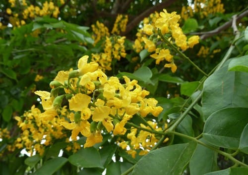 Pterocarpus indicus