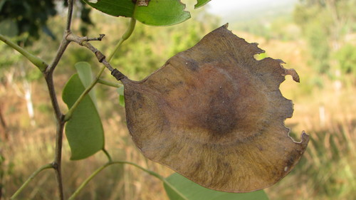 Pterocarpus santalinus