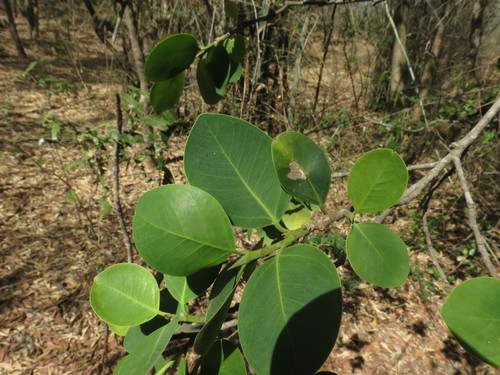 Pterocarpus santalinus