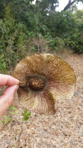 Pterocarpus tinctorius
