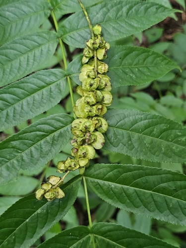 Pterocarya caucasica