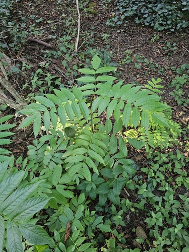 Pterocarya caucasica