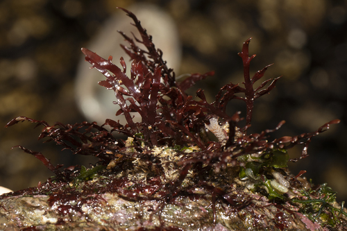 Pterocladia capillacea