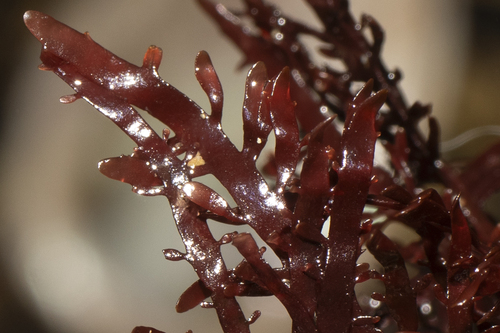 Pterocladia capillacea