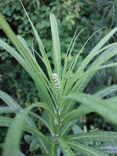 Pterocypsela indica