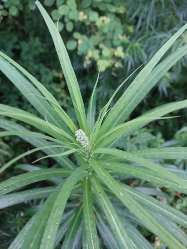 Pterocypsela indica