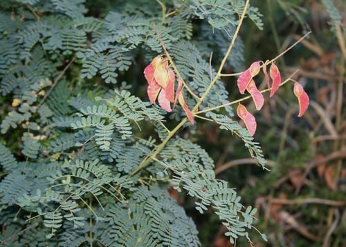 Pterolobium stellatum