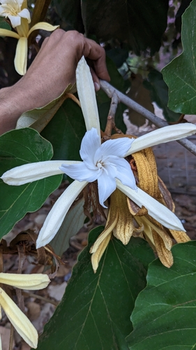 Pterospermum acerifolium