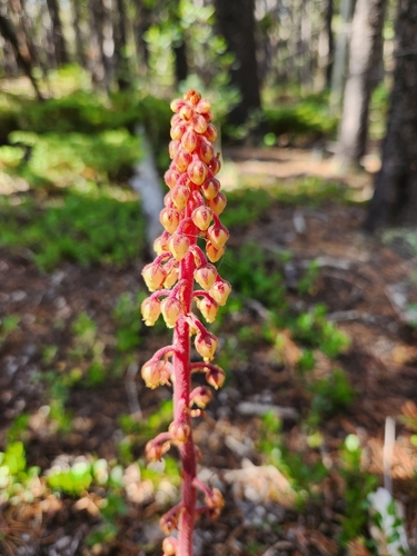 Pterospora andromedea