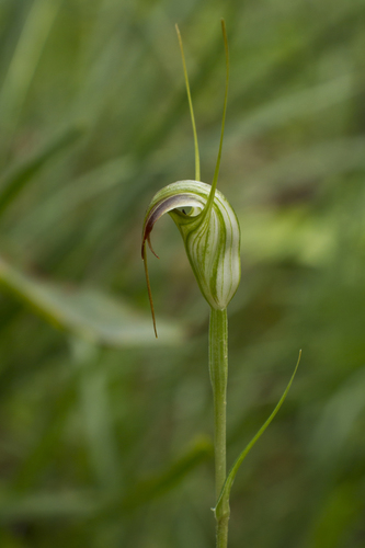 Pterostylis abrupta