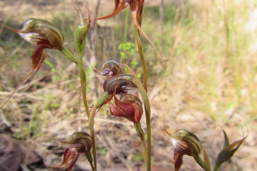 Pterostylis chaetophora