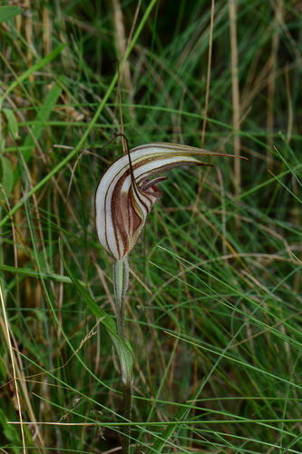 Pterostylis coccina