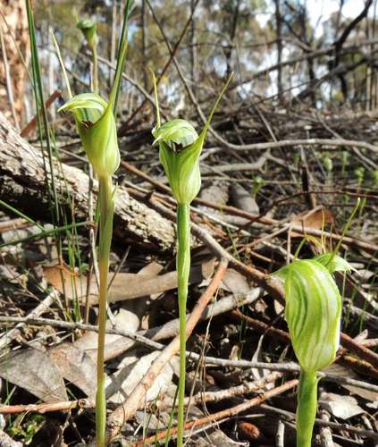 Pterostylis concinna