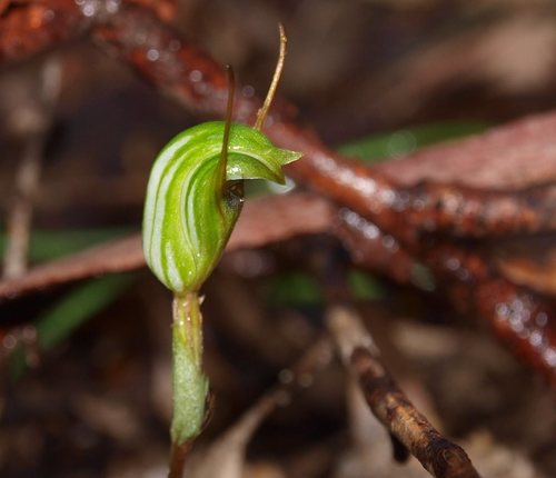Pterostylis concinna