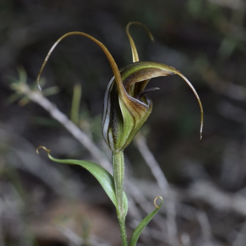 Pterostylis laxa