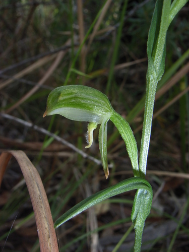 Pterostylis longifolia