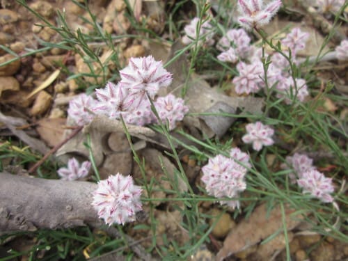 Ptilotus drummondii