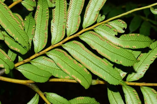 Ptisana attenuata