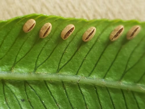 Ptisana attenuata