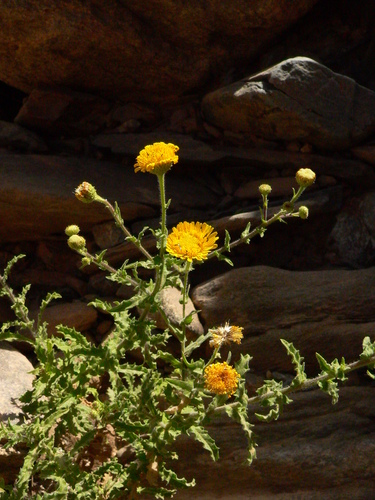 Pulicaria desertorum