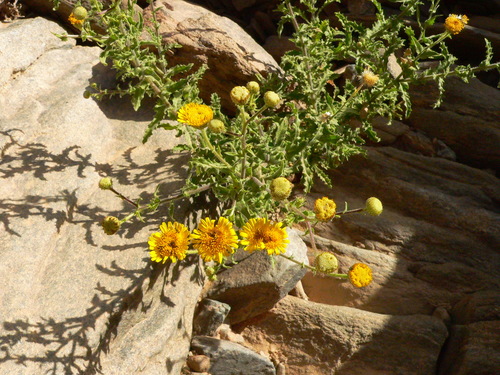 Pulicaria desertorum