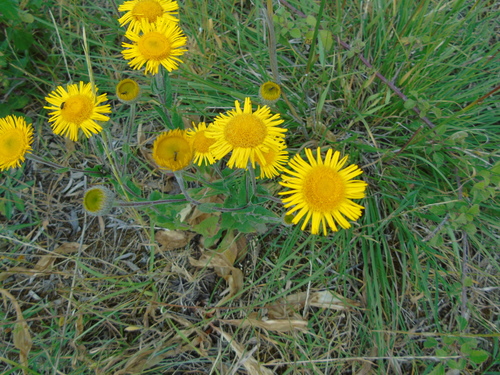 Pulicaria odora