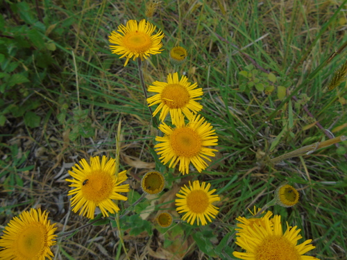 Pulicaria odora