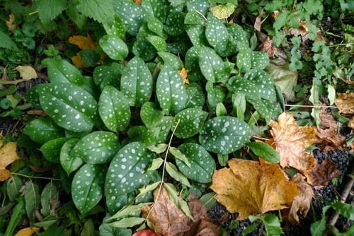 Pulmonaria officinalis