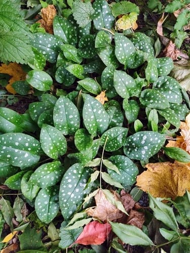 Pulmonaria officinalis