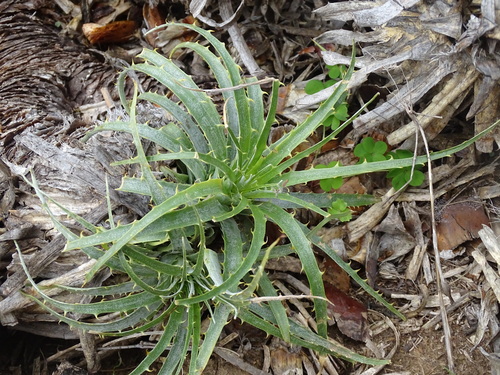 Puya coerulea