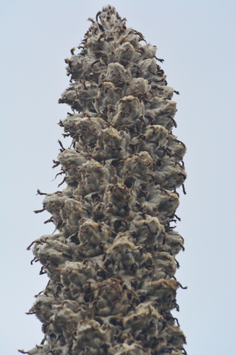 Puya hamata