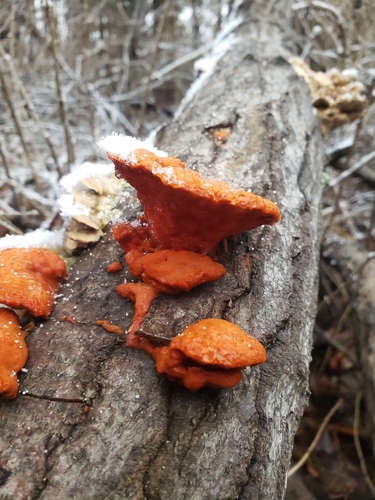 Pycnoporus cinnabarinus