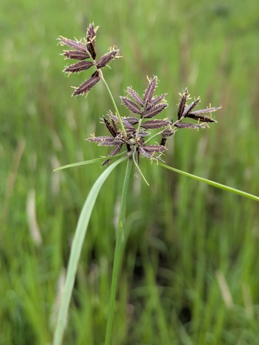 Pycreus nitidus